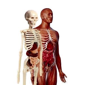 CLEMENTONİ İlk Keşiflerim - İnsan Anatomisi 64297